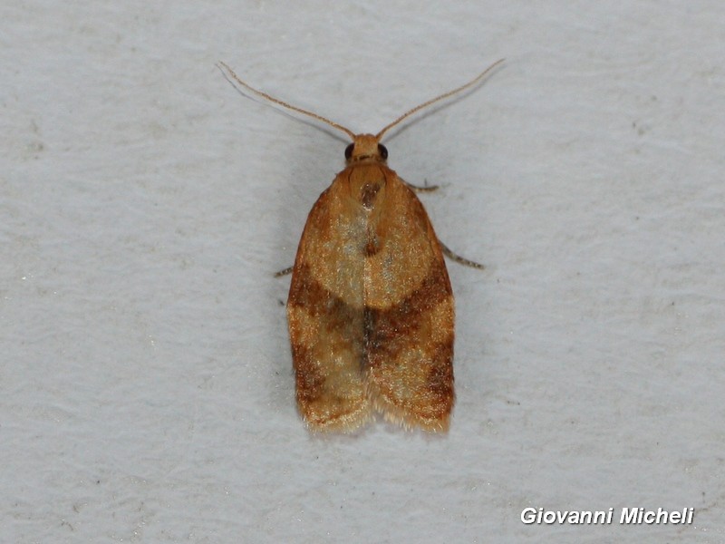 Tortricidae da ID - Clepsis consimilana